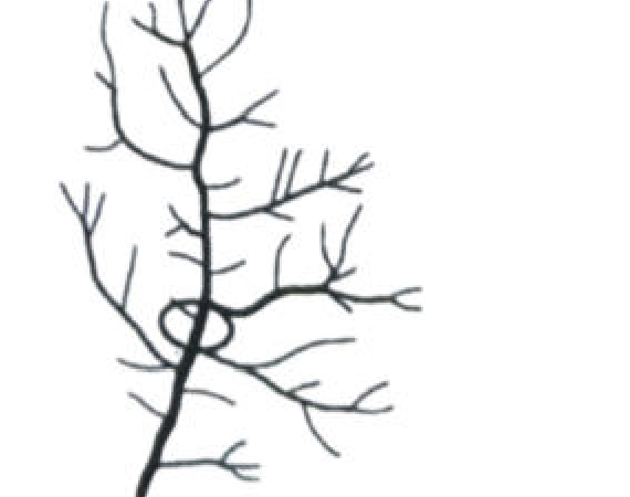 The given figure shows a drainage network in which one stream is enclosed by a circle. Identify the drainage order…